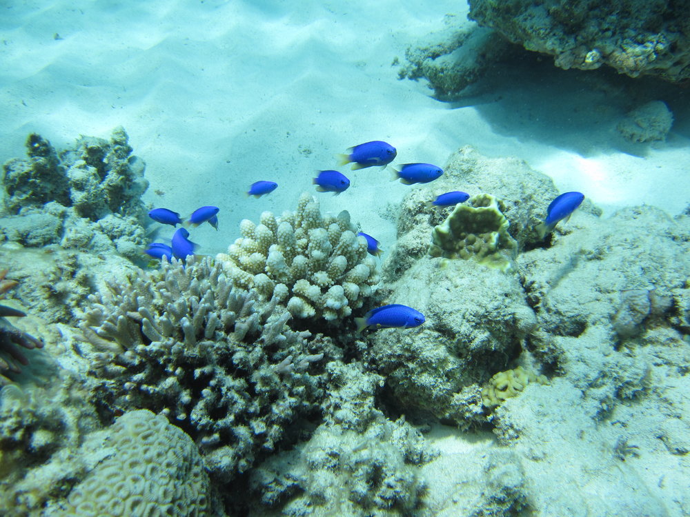  Snorkeling in Aka Island | Photo Credit: Wikimedia Commons