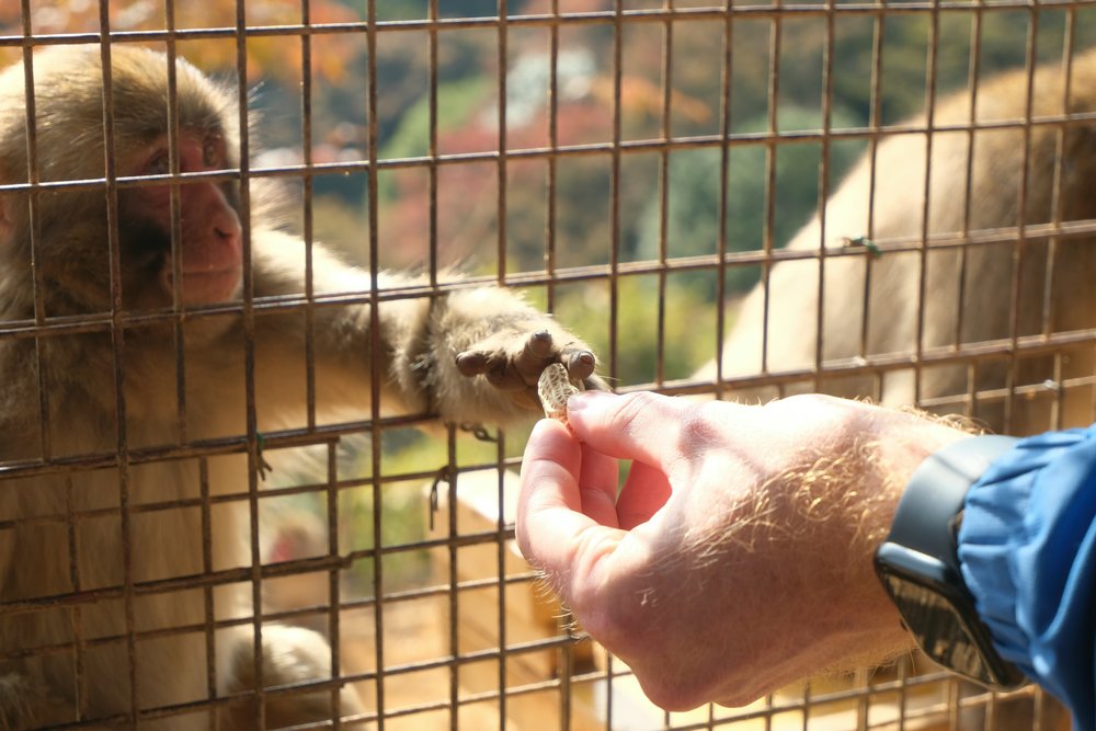 Feeding monkeys at Arashiyama Monkey Park | Photo Credit: Rebecca Clarke on Unsplash