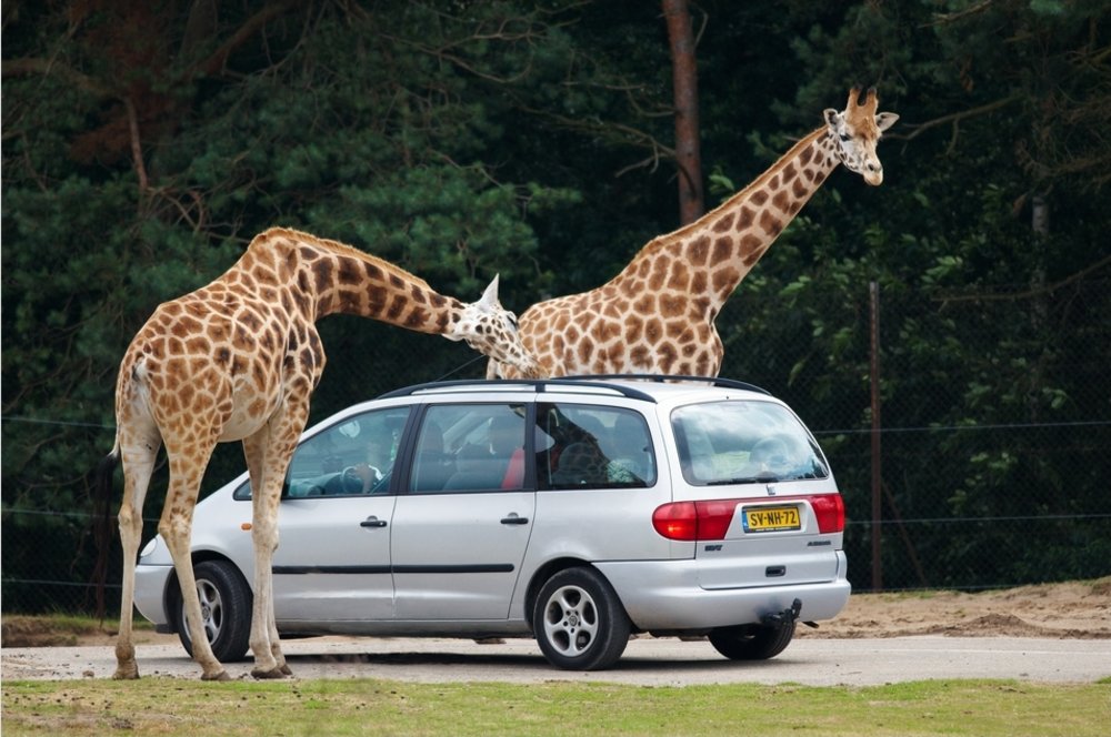 Giraffes at the Wild Florida Safari Park | Photo Credits: Arend on Wikimedia
