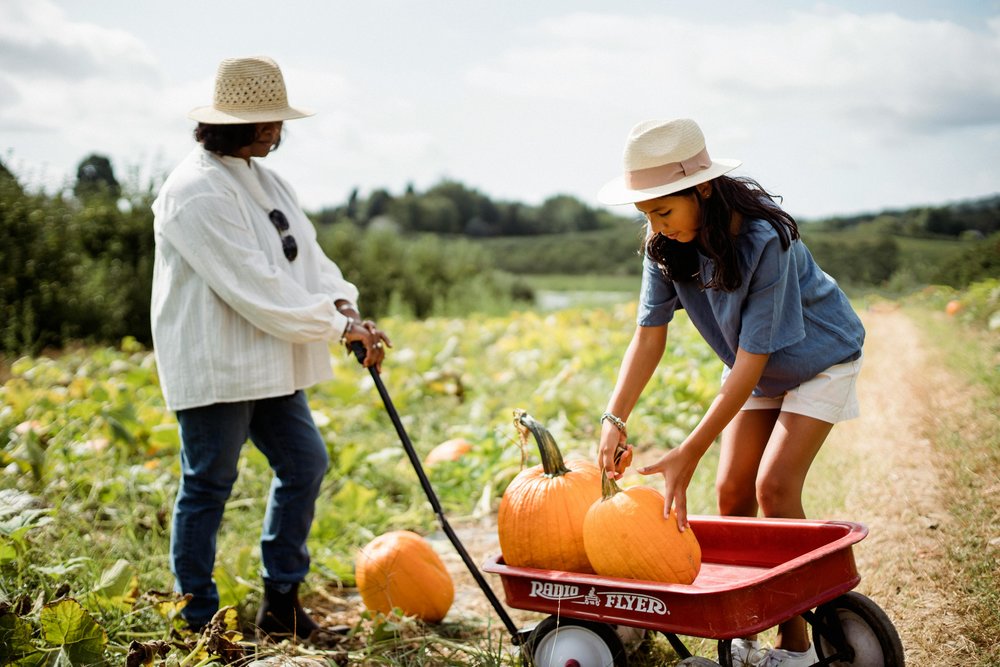 Pumpkin picking in Orlando | Photo Credits: Zen Chung on Pexels