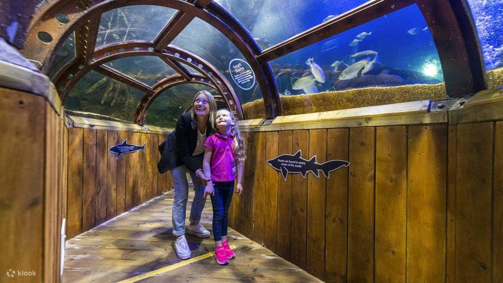 Inside SEA LIFE Hunstanton, where families can walk through immersive marine exhibits