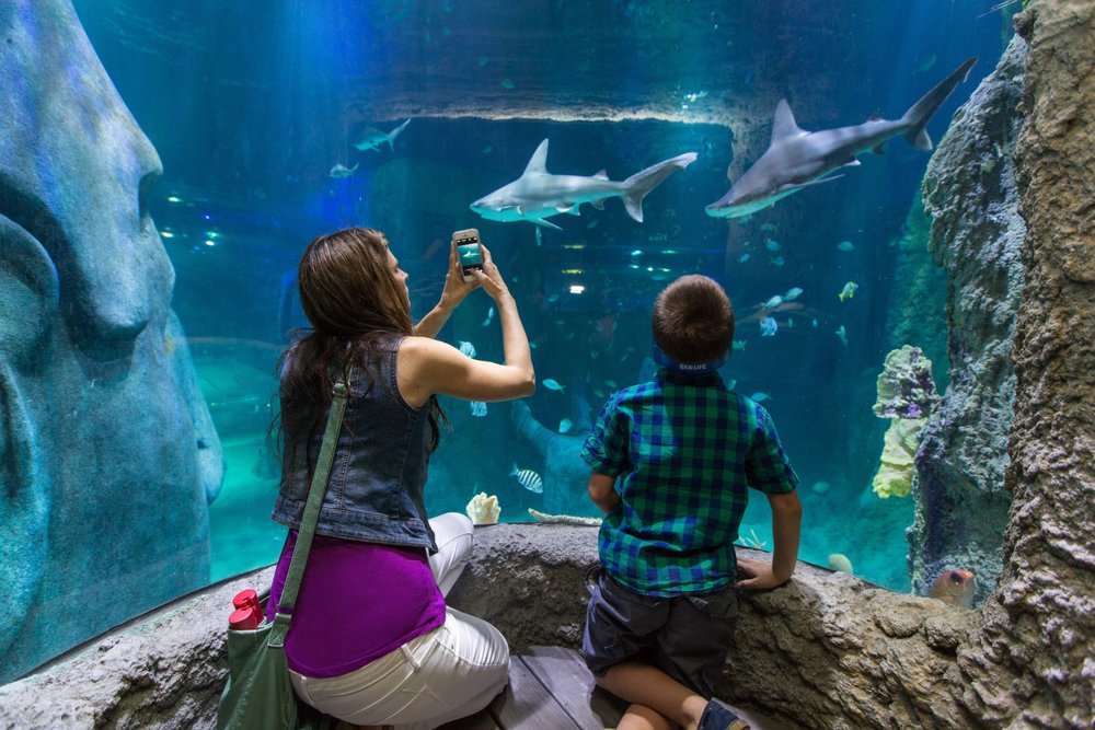 Marine life at SEA LIFE Aquarium Orlando