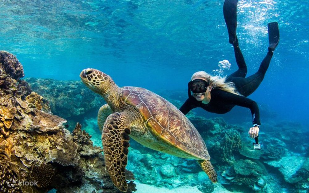 Snorkeler and a sea turtle swimming along the Great Barrier Reef