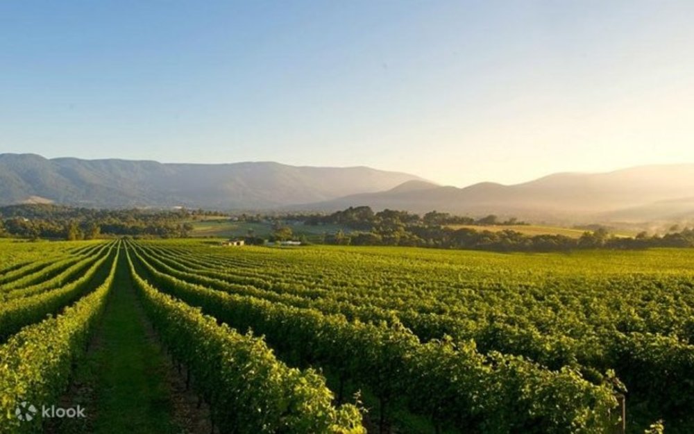 Yarra Valley in Victoria, Australia