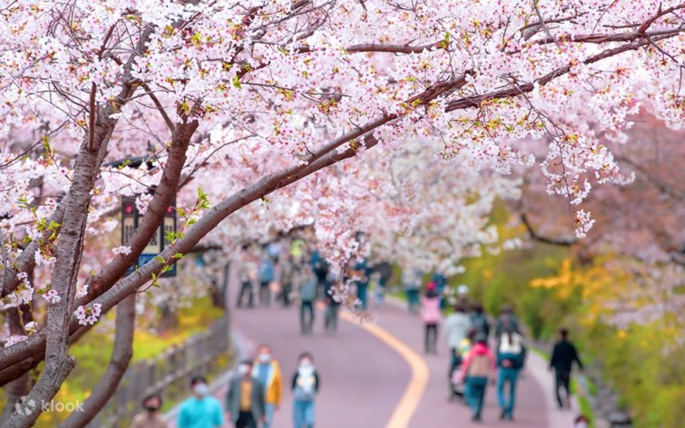 Công Viên Everland Ở Gyeonggi-do (Gần Seoul) 