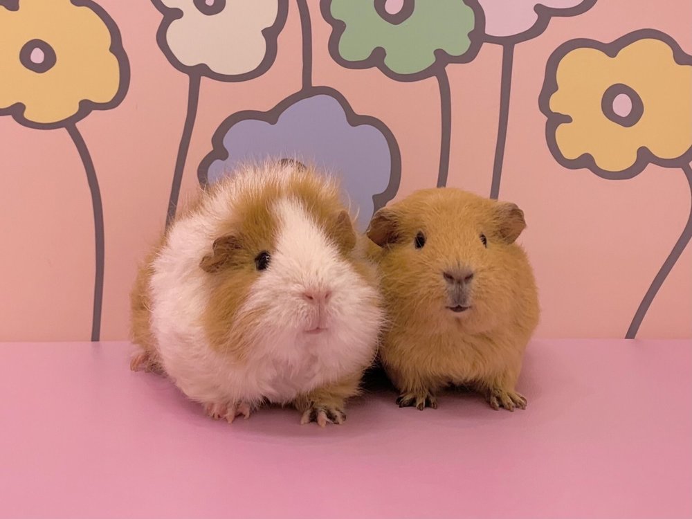 Play with adorable creatures in Harajuku Kawaii Land Kyun-Kyun