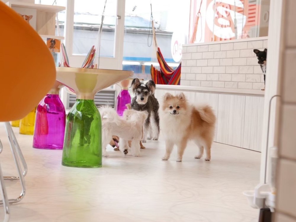 Interact with the cutest dogs in Dog Cafe Rio Harajuku