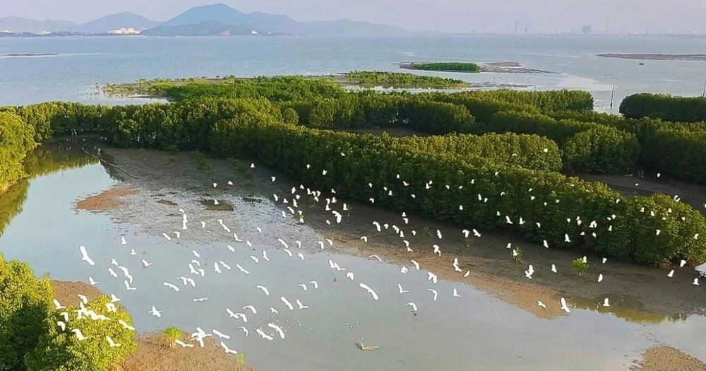 Cồn Chim: Khung Cảnh Chim Trời Chao Liệng Lúc Hoàng Hôn