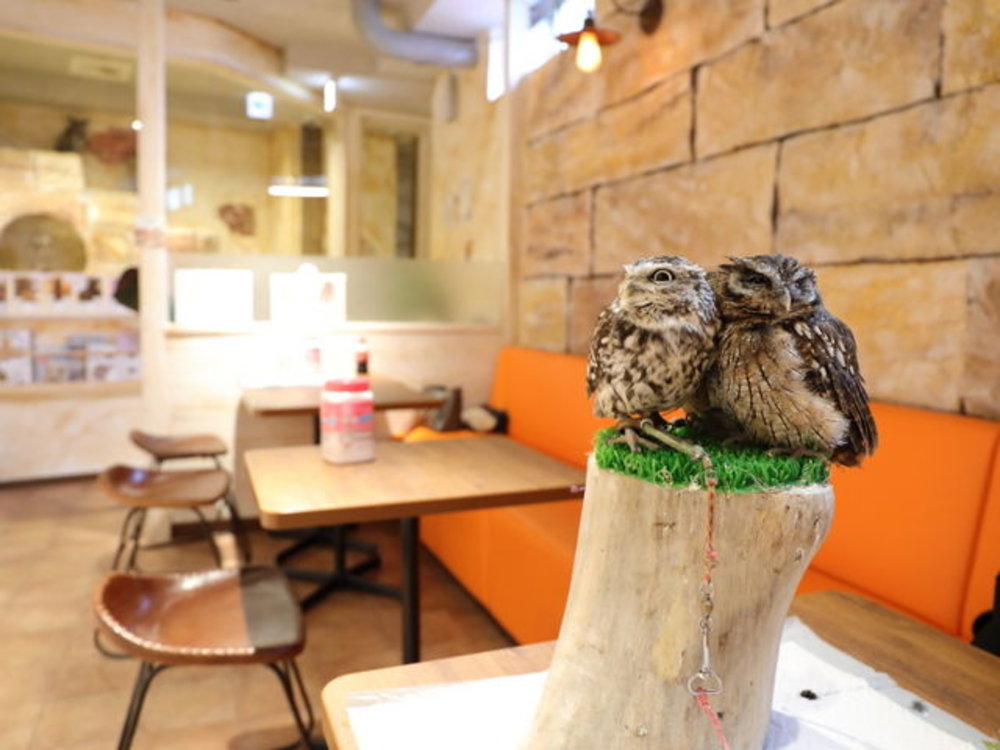 猫頭鷹 Cafe