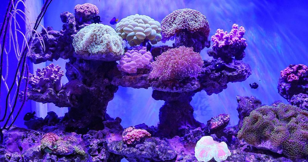 深圳水族館