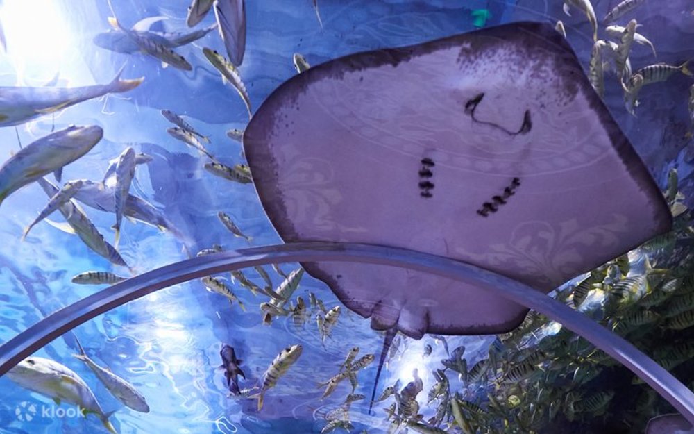 深圳水族館