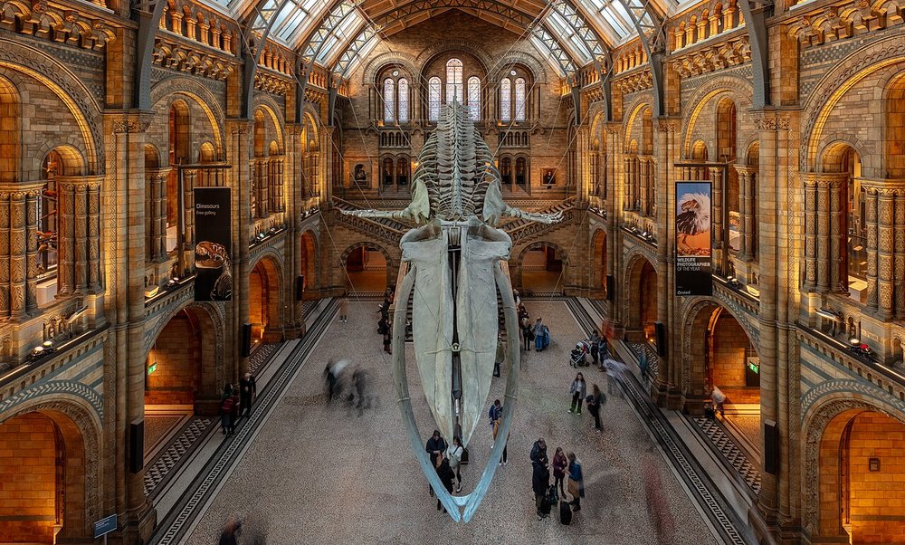 A display of a blue whale skeleton suspended in the air
