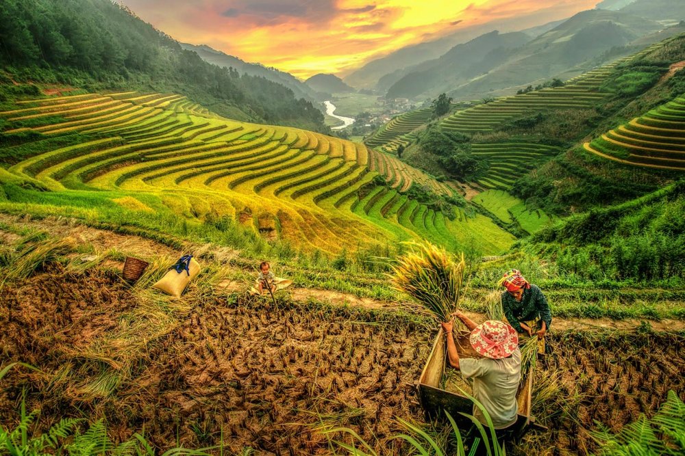 A mountain valley full of rice terraces with a child and two adults harvesting rice