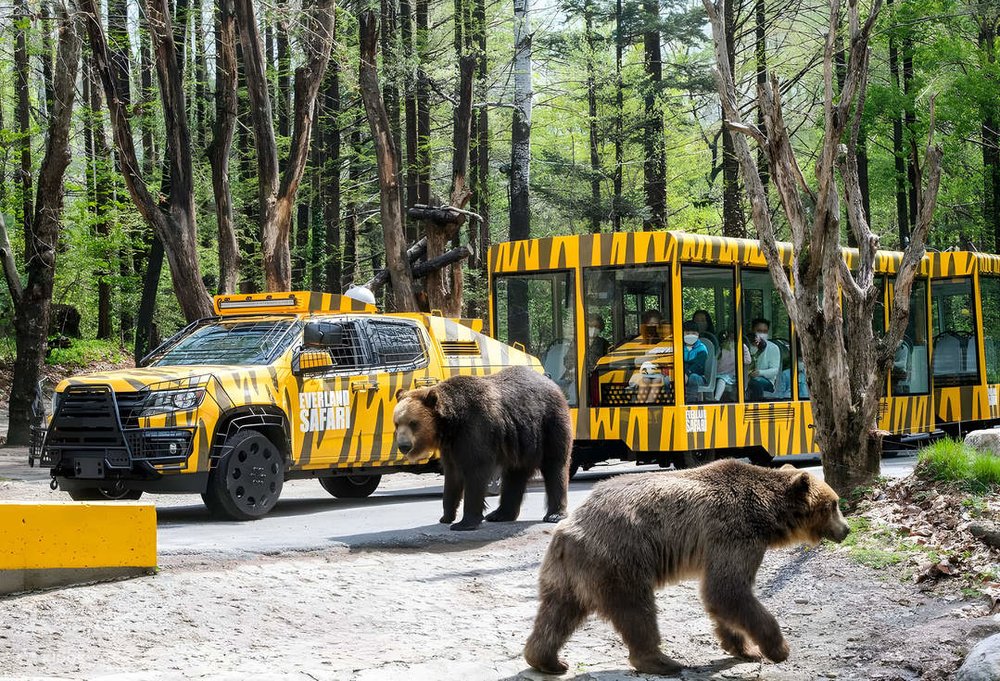 Tourists visiting the brown bears at Everland‘s Safari World: The Wild.