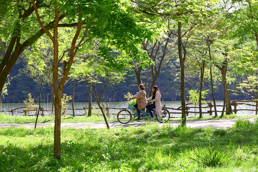 The ginkgo trees at Nami Island.