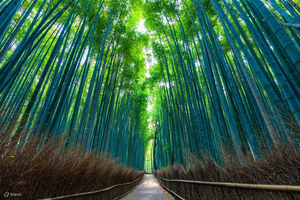 Rows of towering green bamboo stalks