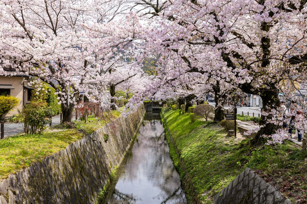 A canal in between two roads lined with cherry blossom trees