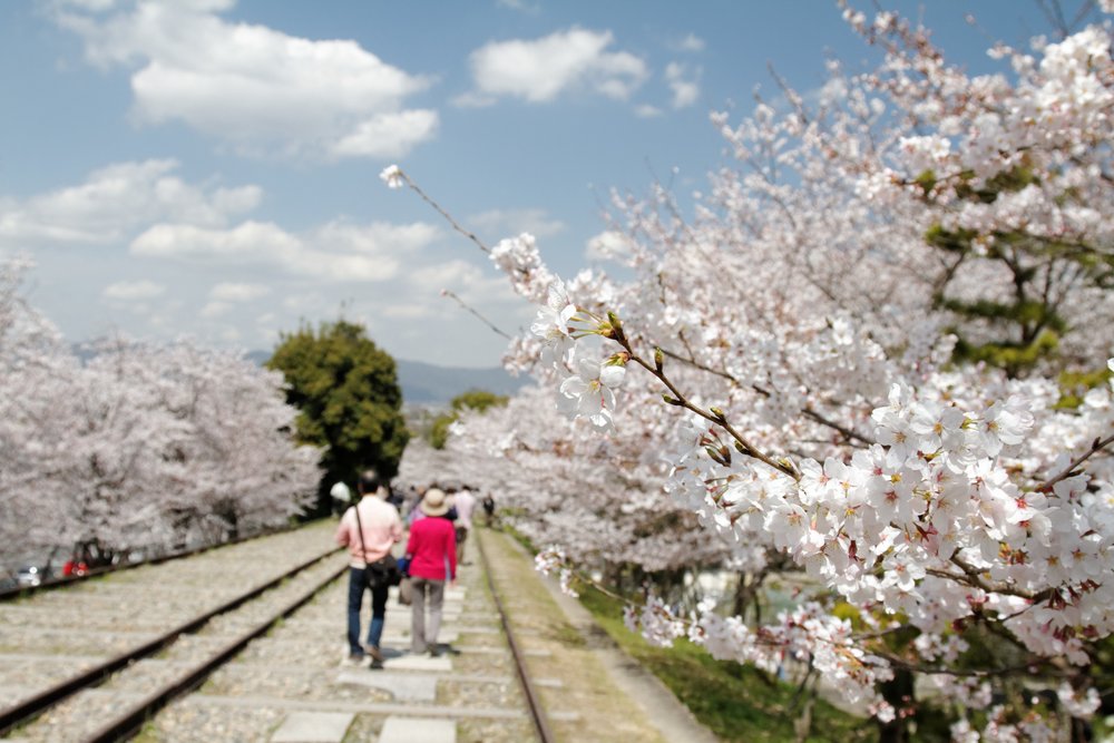 People walking down the Keage Incline with cherry blossom trees lining its sides