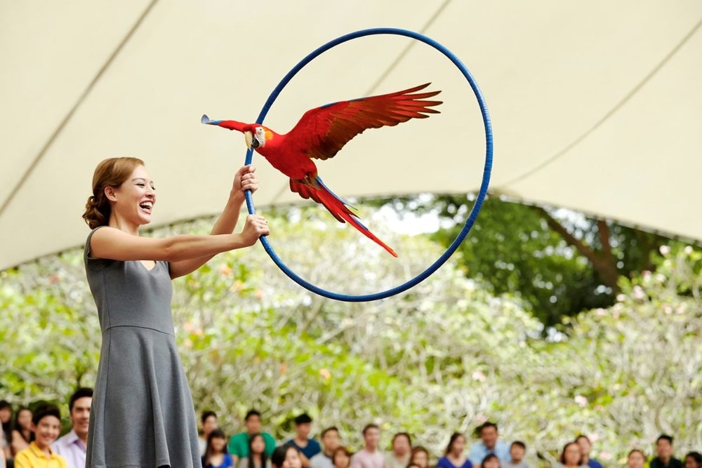 Bird Paradise: Thiên Đường Sắc Màu Của Những Vũ Điệu Không Trung Tại Mandai