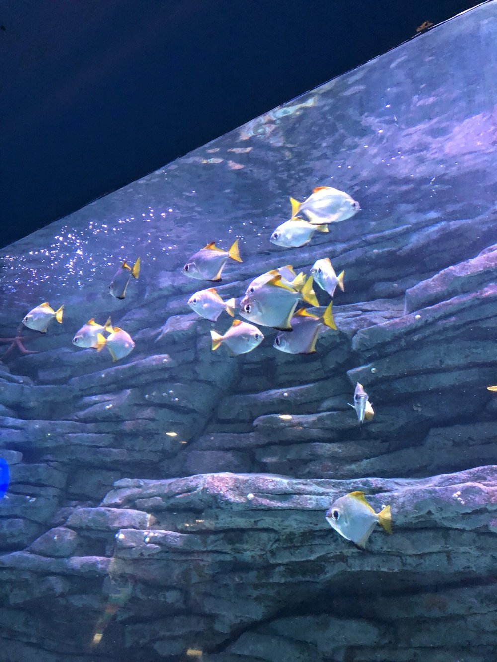 深圳水族館, 蛇口海洋科普館