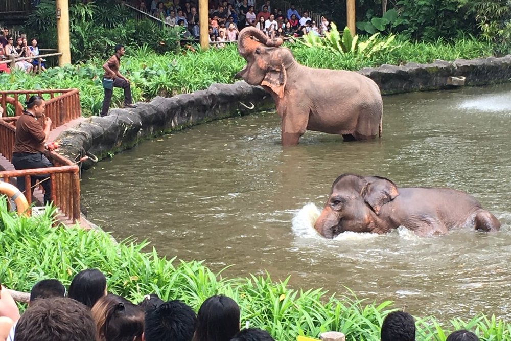 Singapore Zoo - Hành Trình Khám Phá Thế Giới Động Vật Giữa "Sở Thú Mở" Đẳng Cấp Thế Giới