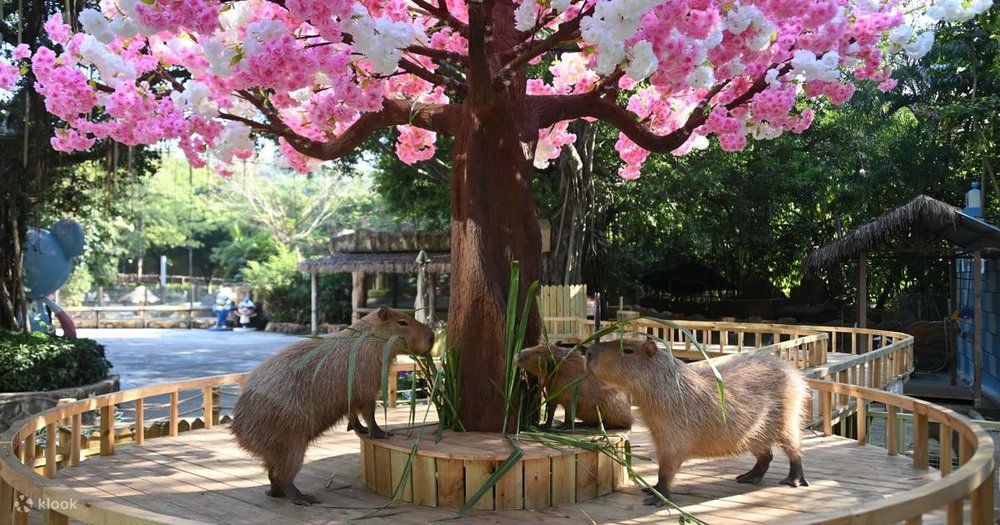 深圳野生動物園