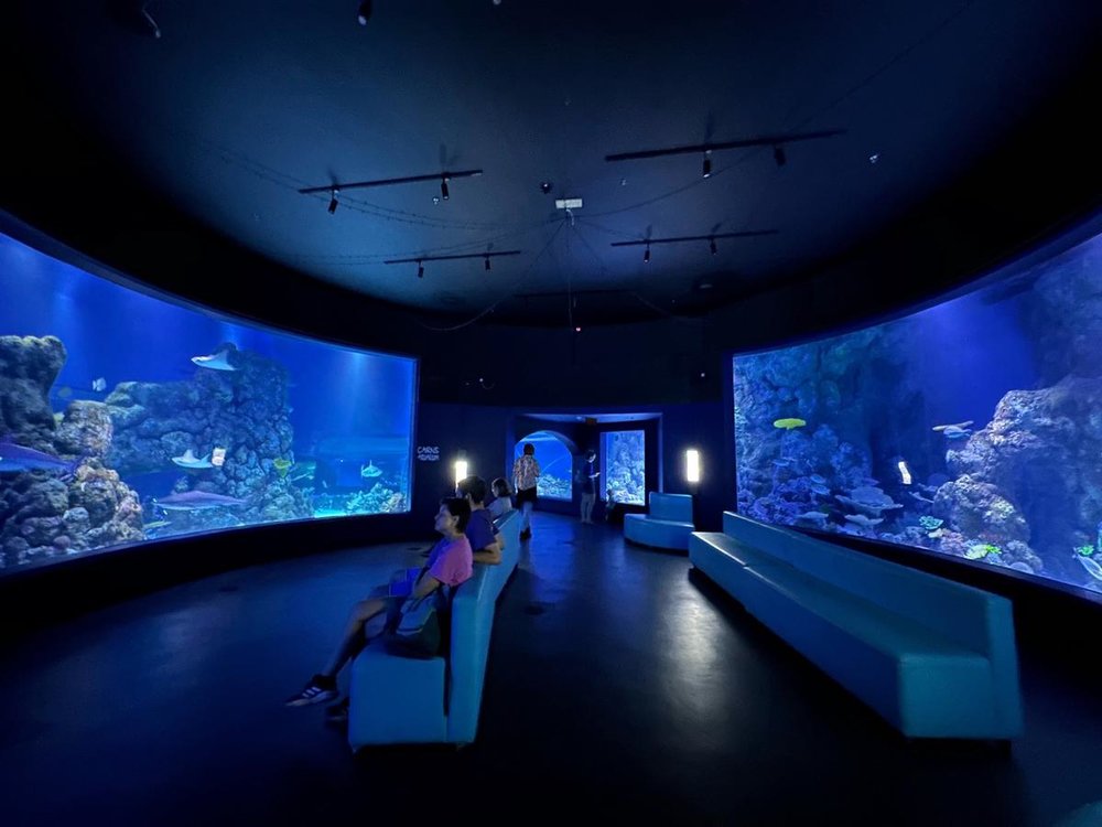 オーストラリア ケアンズ 観光 モデルコース ケアンズ水族館