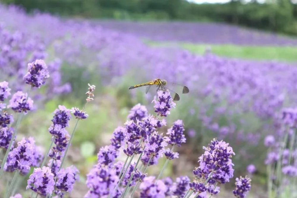 Ngày 2: Di Chuyển Đến Furano - Ghé Chợ Hải Sản Curb - Checkin Cánh Đồng Lavender 