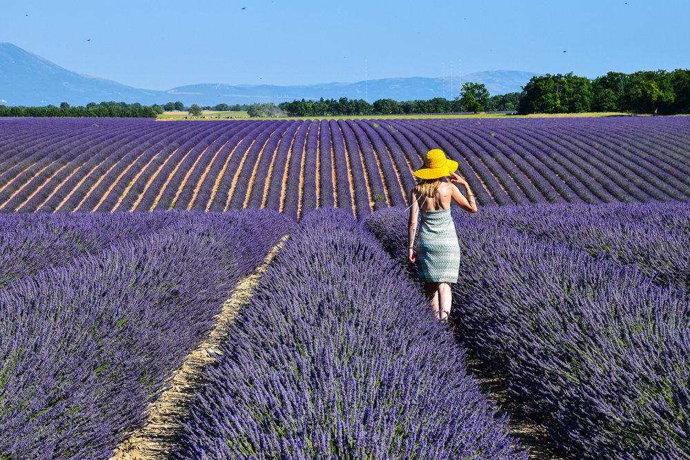 Tourists explores a vibrant lavender field in Provence, France | Photo Credit: AXP Photography on Pexels