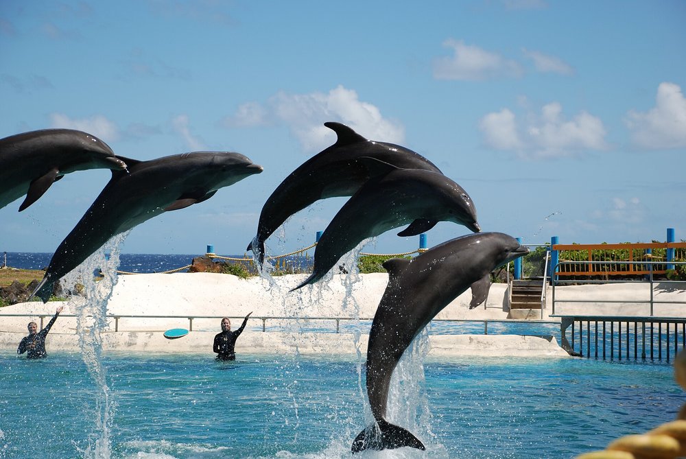 Coached dolphins leaping out of the water