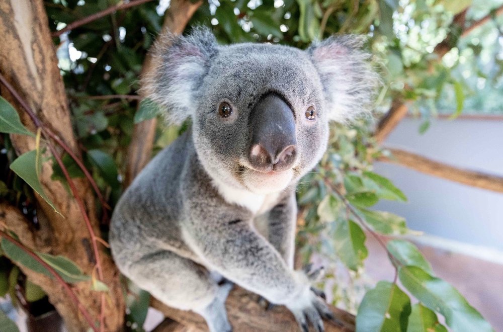 A koala sitting on a branch and staring at the camera