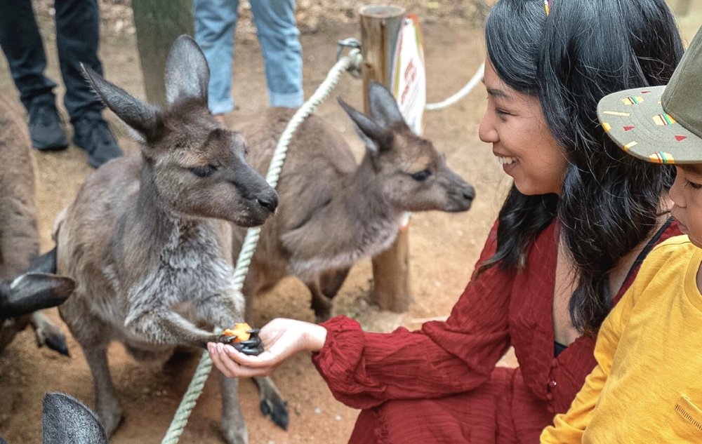 A woman feeding a kangaroo, with a rope barricade separating them