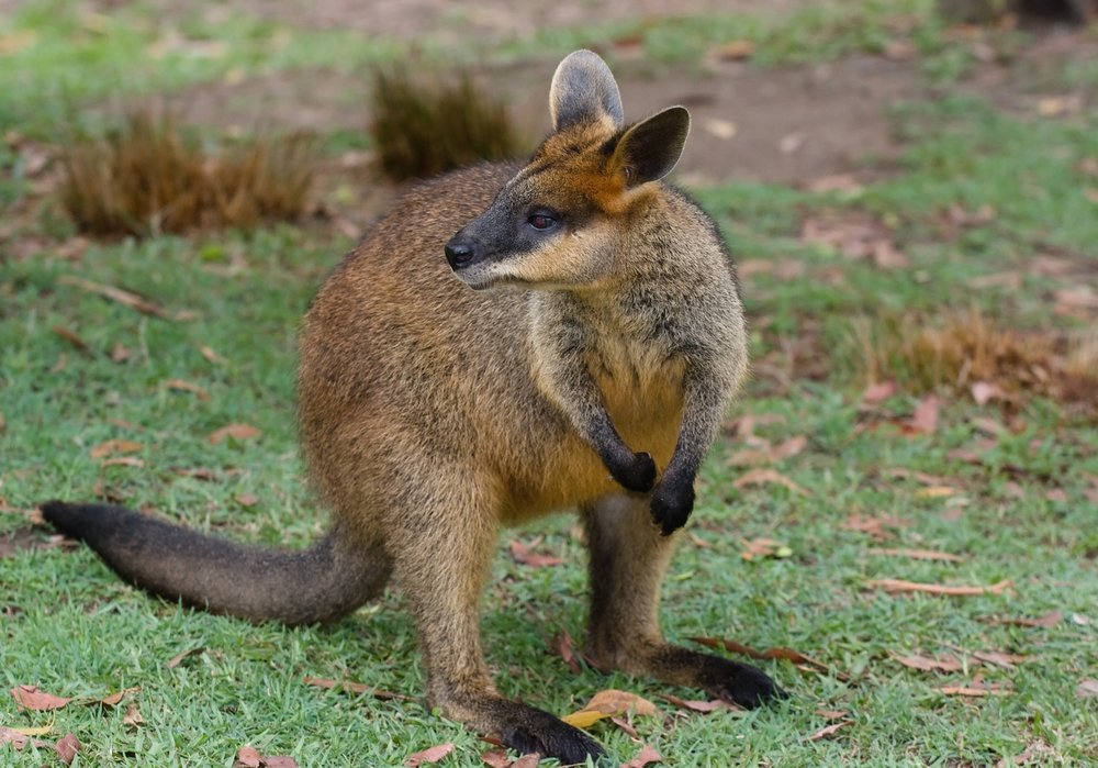 A wallaby