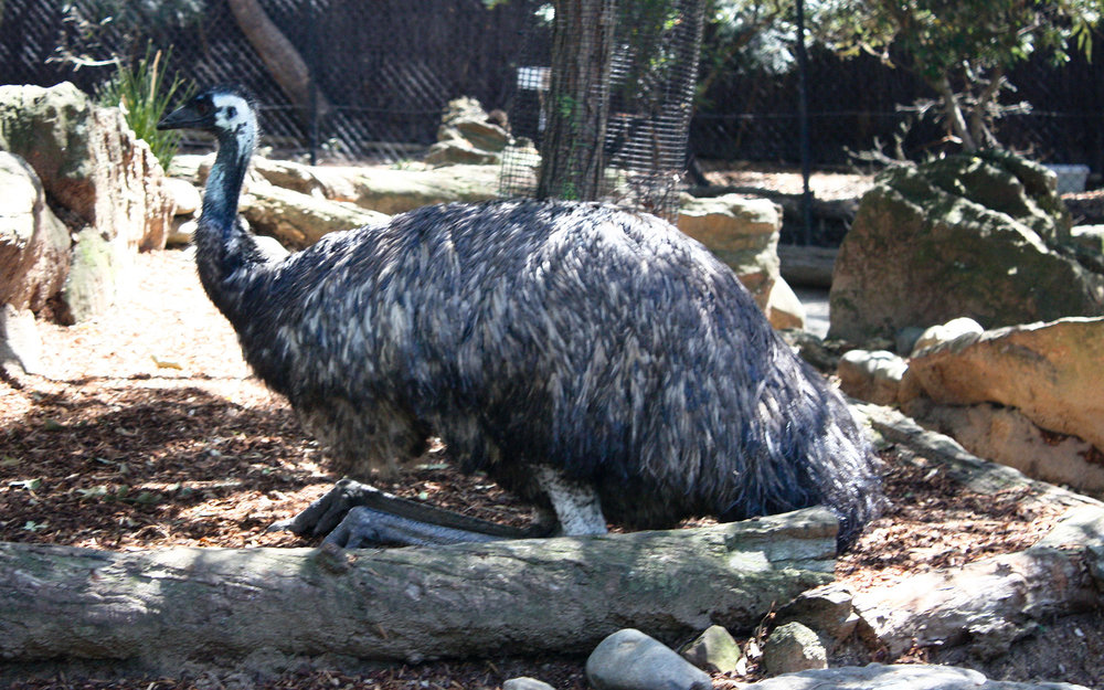 An emu sitting beside a log