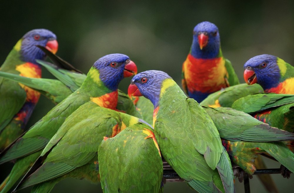 A flock of rainbow lorikeets