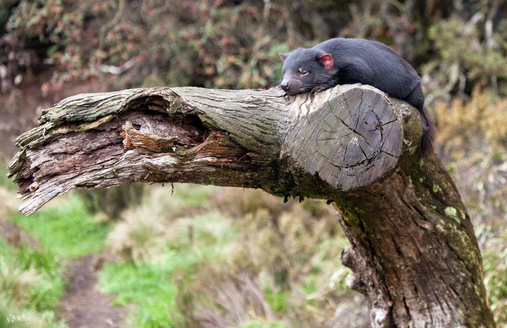 A Tasmanian devil sleeping on a log