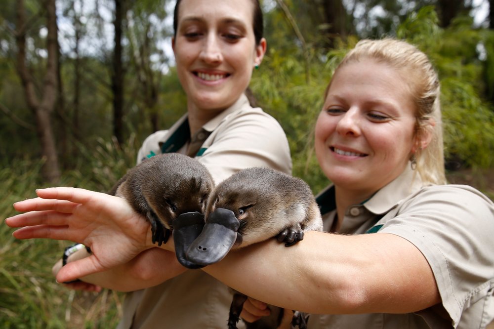 Two platypuses resting on the arms of two female keepers