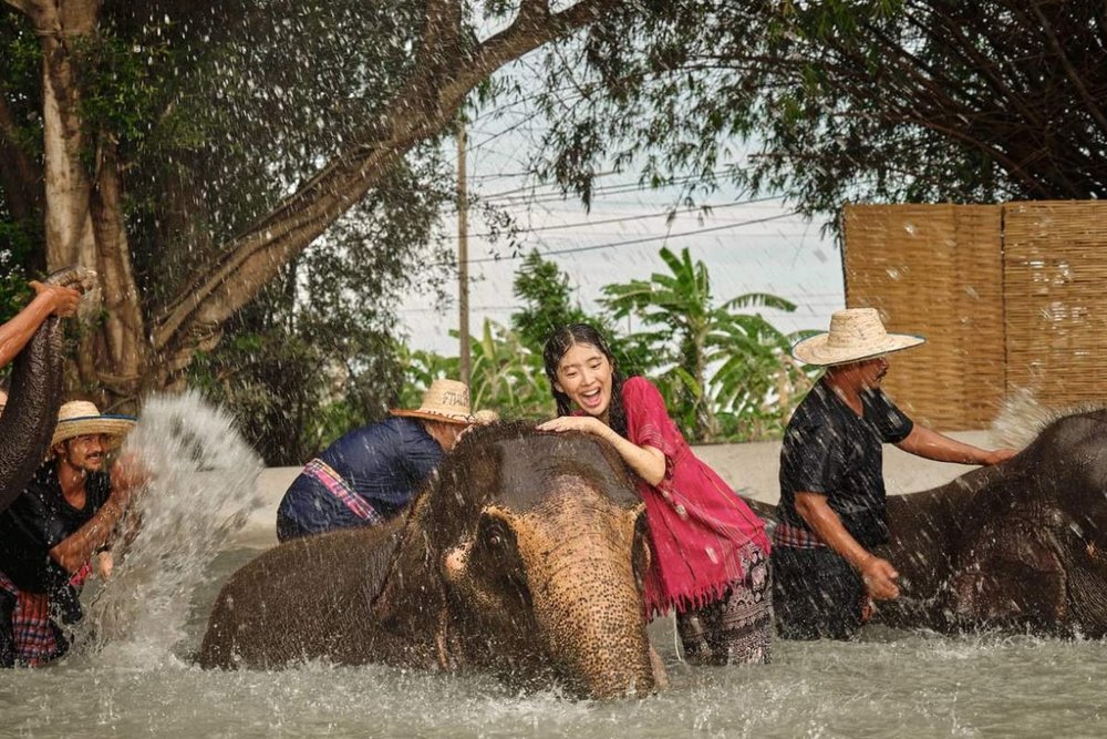 Công Viên Voi Bangkok: Kết Nối Yêu Thương Cùng Những Người Bạn Khổng Lồ
