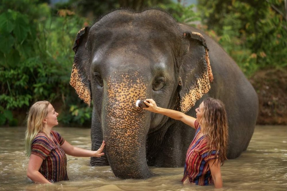  Tham Quan Khu Bảo Tồn Voi Rừng Ở Phuket