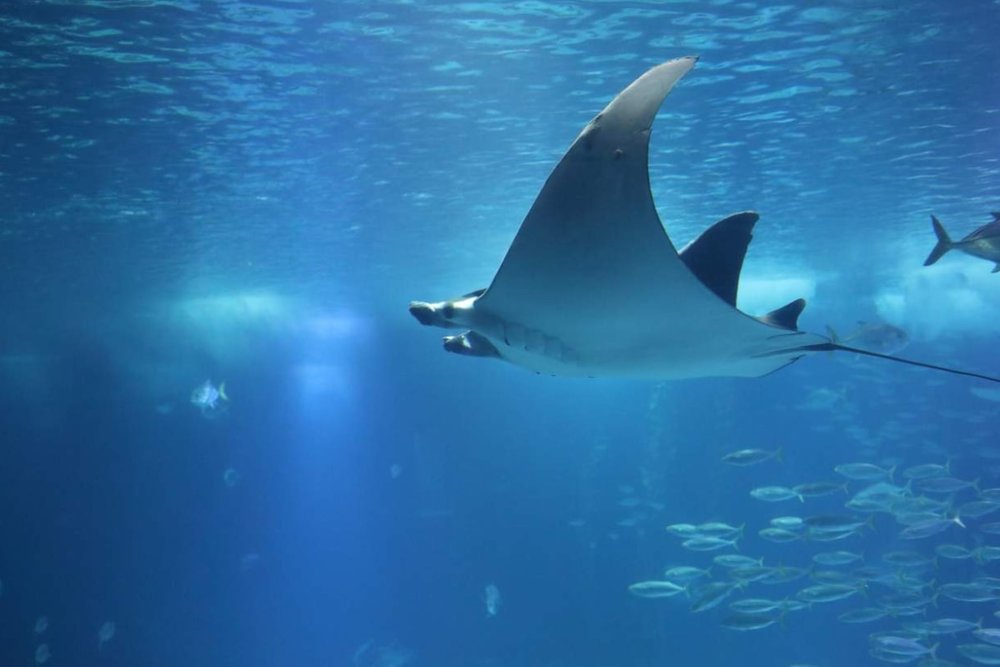 Lặn Biển Gặp Gỡ Cá Đuối Manta Ở Manta Bay