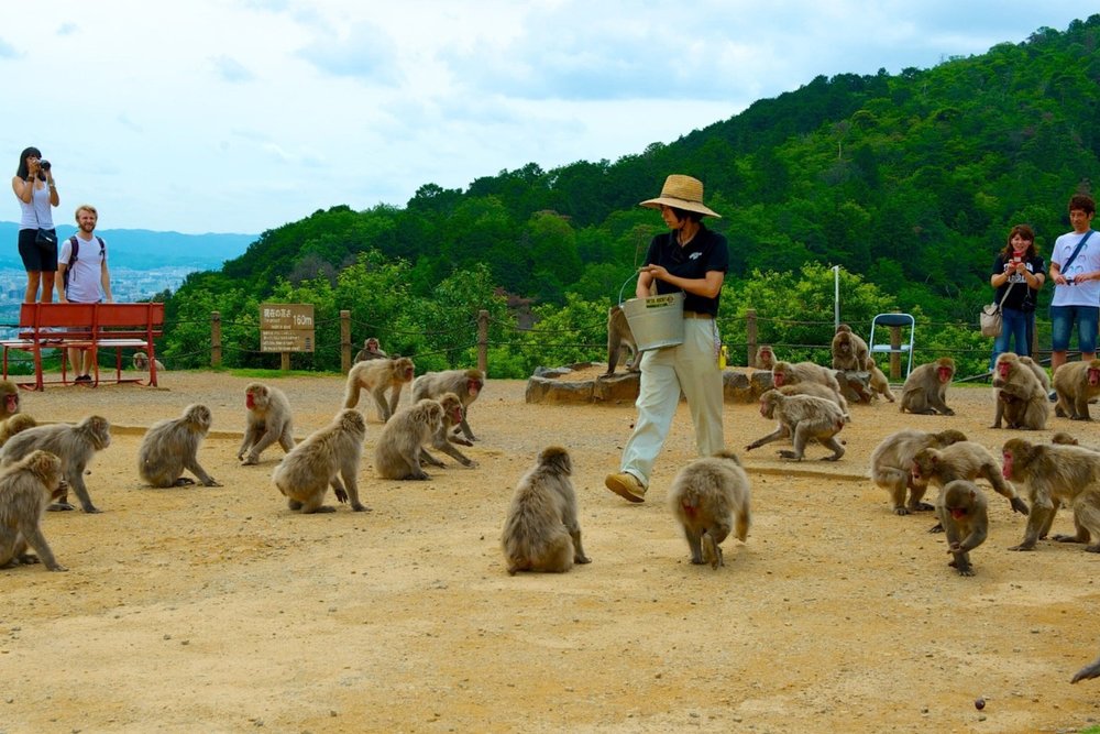 7:40 - 9:30: Tham Quan Iwatayama Monkey Park