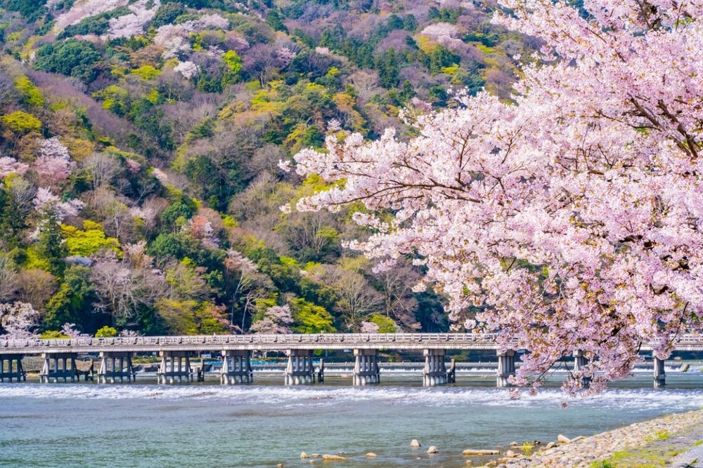 9:30 - 9:45: Tản Bộ Qua Cầu Togetsukyo