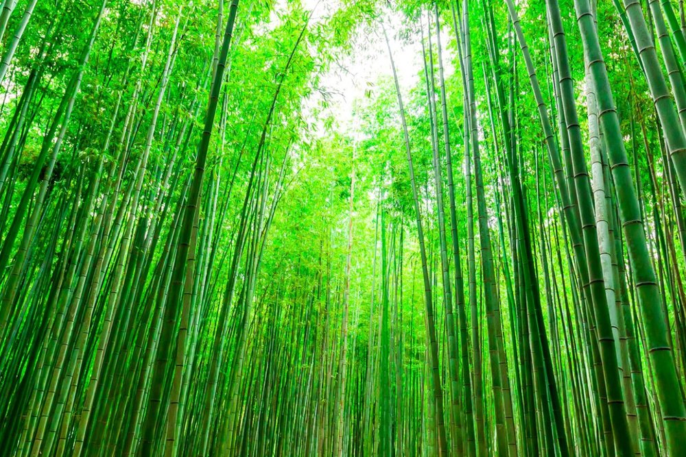 10:45 - 11:10: Đi Dạo Trong Rừng Tre Arashiyama