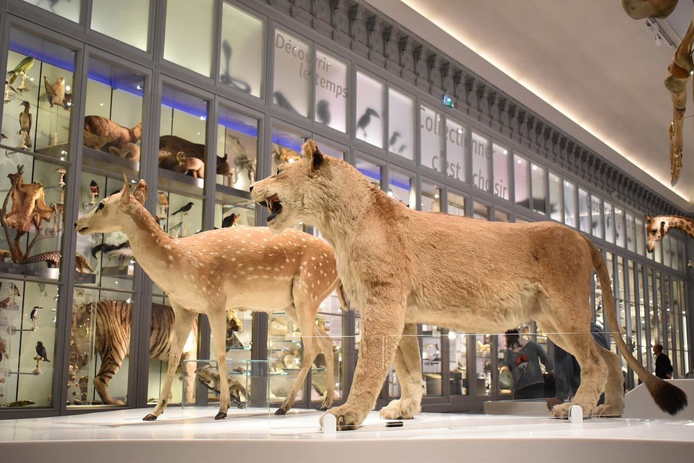 The Muséum de Bordeaux—Sciences et Nature | Photo by Tylwyth Eldar on Wikimedia