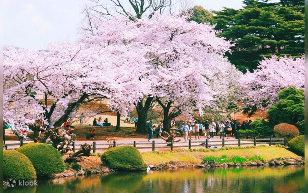 Sakura season in Shinjuku Gyoen National Garden, Tokyo