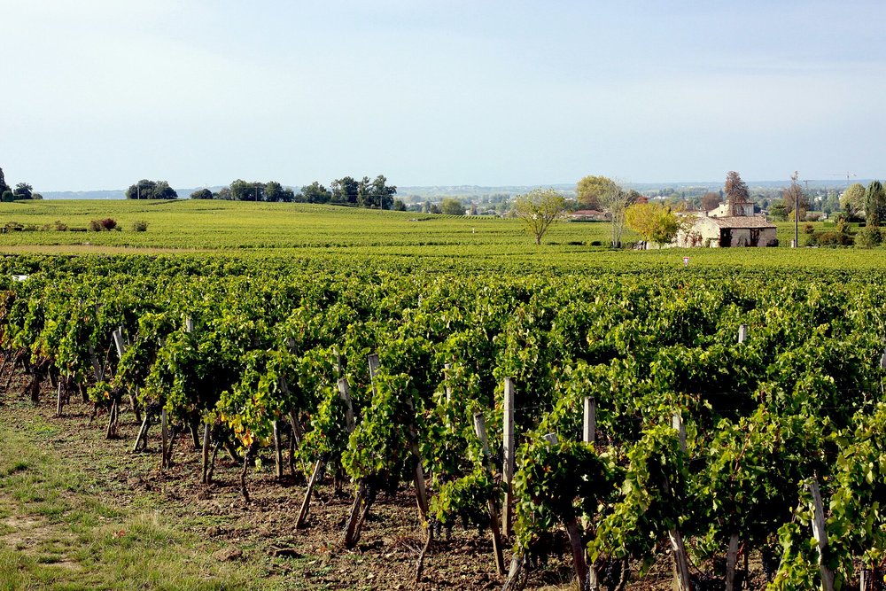 Vineyards of St Emilion