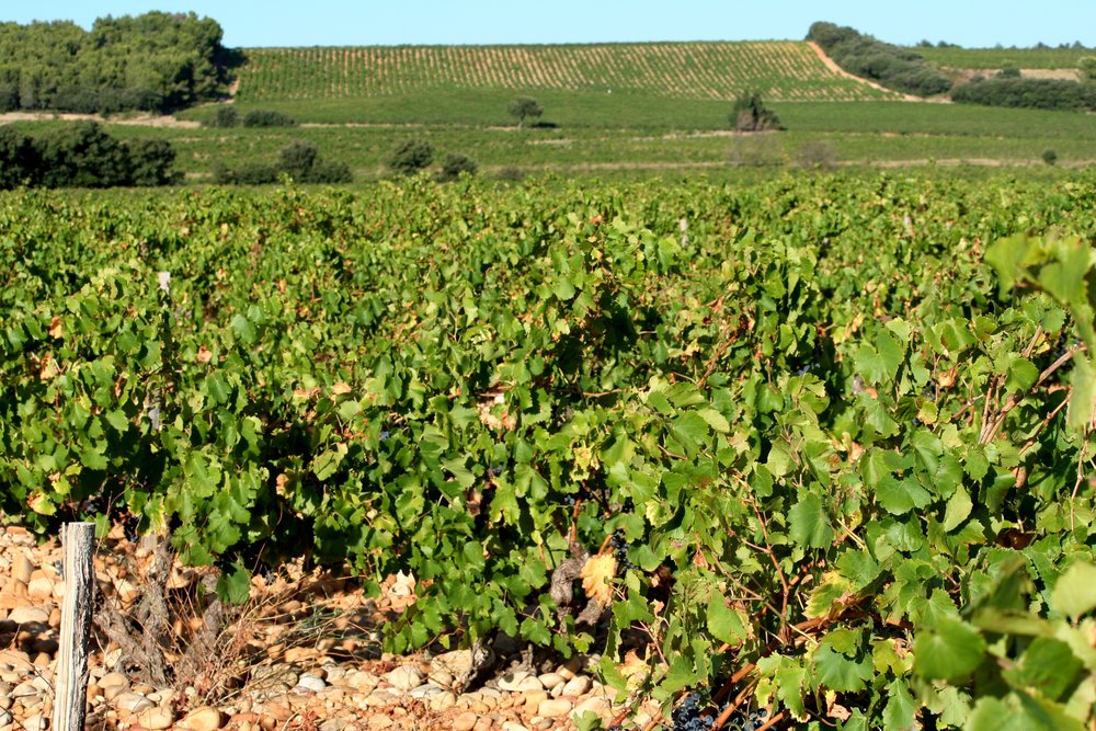 Rhone Valley vineyards