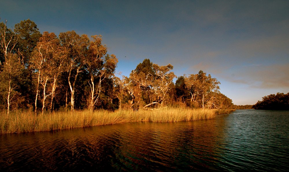 Calm waters reflecting trees in the Noosa Everglades | Photo from bernard Spragg on Wikimedia Commons