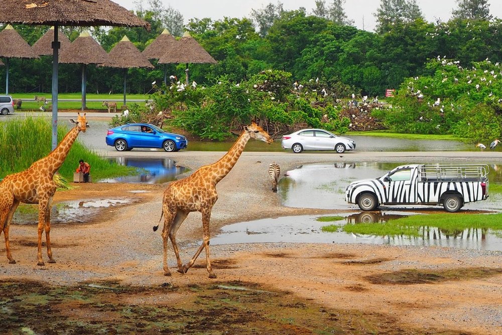 Buổi Sáng: Khám Phá Safari Park - Vương Quốc Động Vật Hoang Dã