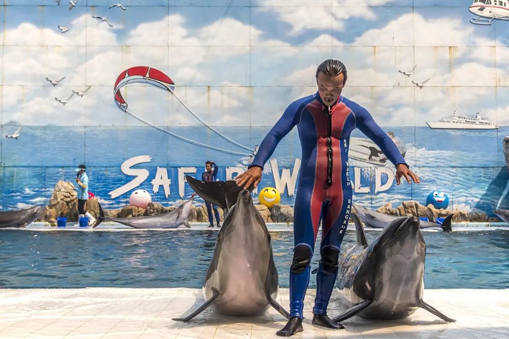 Buổi Chiều: Khám Phá Marine Park và Các Show Đặc Sắc